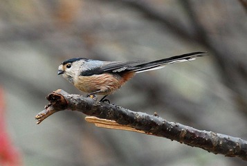 DSC_0441.jpg