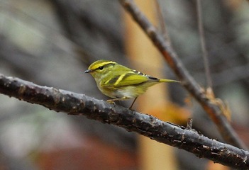 DSC_0450.jpg