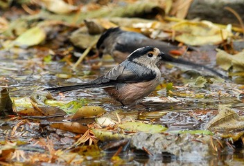 DSC_0452.jpg