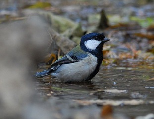 DSC_0566.jpg