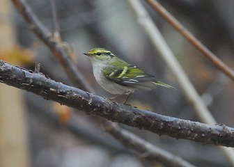 DSC_0503.jpg