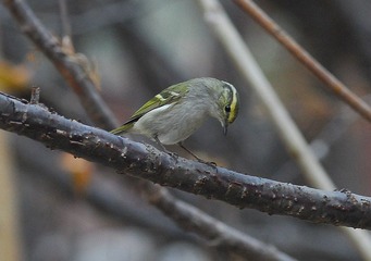 DSC_0520.jpg