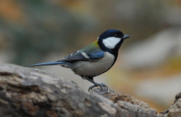 DSC_0539.jpg