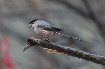 DSC_0548.jpg