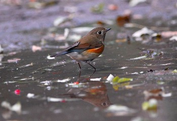 DSC_0351.jpg