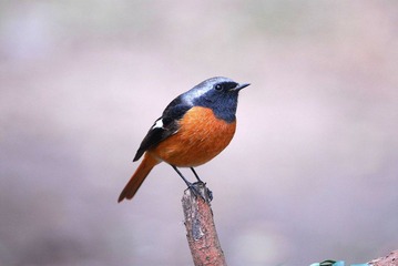 DSC_0254.jpg