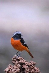 DSC_0306.jpg