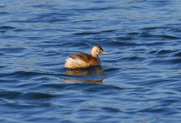DSC_0033.jpg