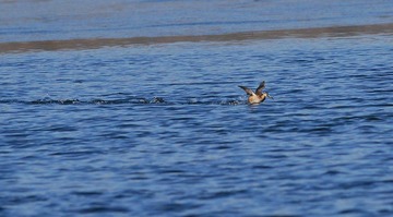 DSC_0103.jpg