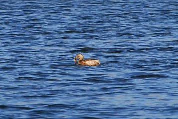 DSC_0142.jpg