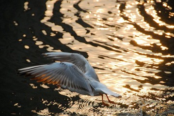DSC_0858.jpg