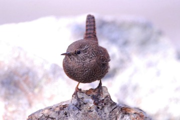 DSC_0232.jpg