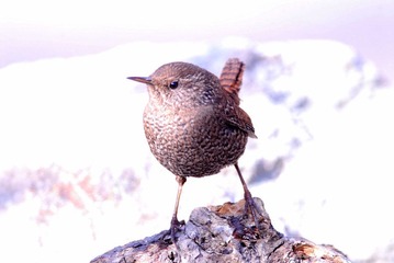 DSC_0151.jpg