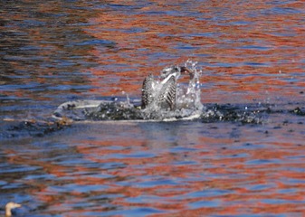 DSC_0498.jpg