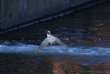 DSC_0560.jpg