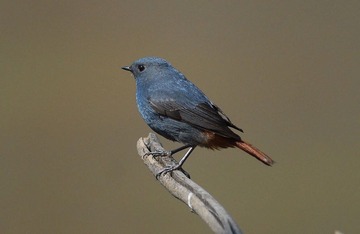 DSC_0002.jpg