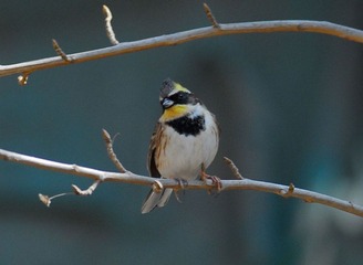 DSC_0038.jpg