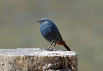 DSC_0127.jpg