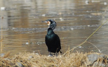 DSC_0447.jpg