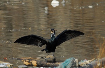 DSC_0537.jpg