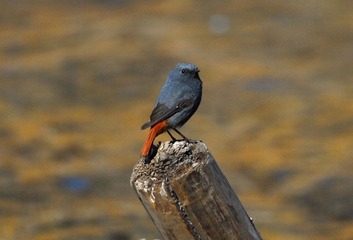 DSC_0808.jpg