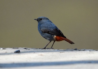 DSC_0979.jpg