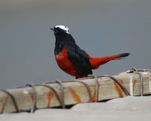 DSC_0906.jpg