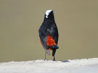 DSC_0938.jpg