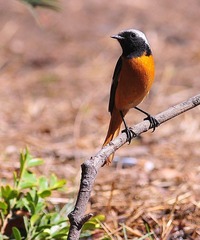 DSC_2643.jpg
