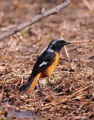DSC_2655.jpg