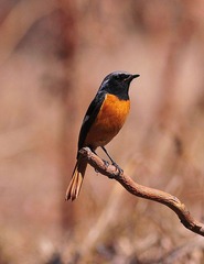 DSC_2662.jpg