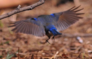 DSC_2671.jpg