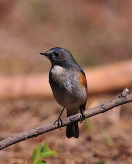 DSC_2675.jpg