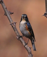 DSC_2786.jpg