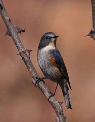 DSC_2787.jpg