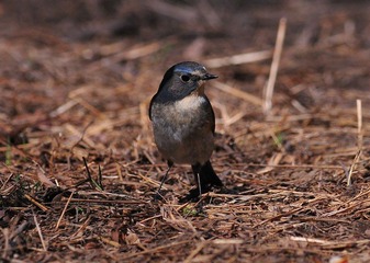 DSC_2805.jpg