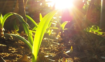 SUNSHINE MORNING
