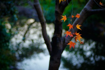 20111209-_DSC3234.jpg