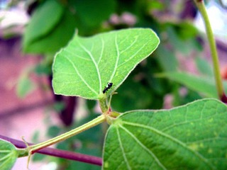 IMG_0167 拷贝.jpg