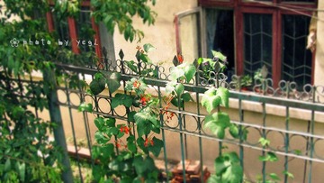 铁栏花