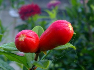 20110915035.jpg