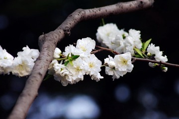 IMGP6990_02_00_调整大小