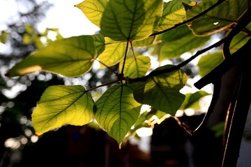 IMG_7887.jpg