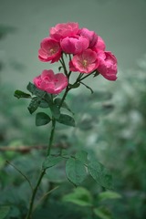 SDIM1375.jpg