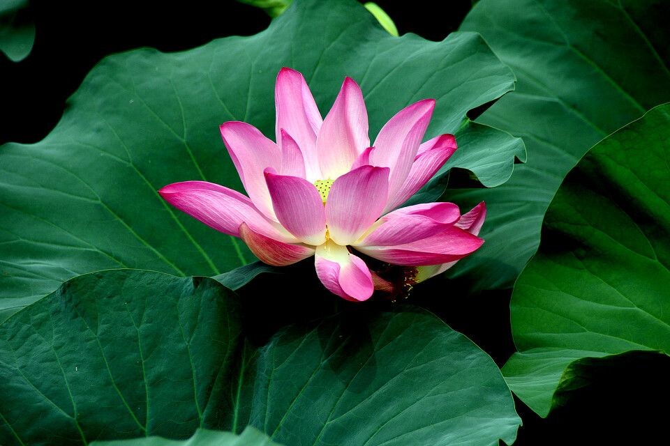 荷花<br />
