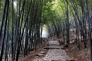 剪成碧玉叶层层