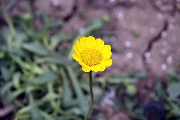 蓬勃向上的小草