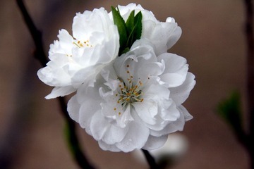 清新