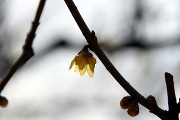09年，卧佛寺中的腊梅2