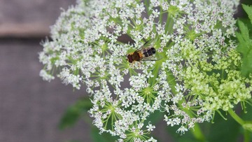 P7110360fb.jpg